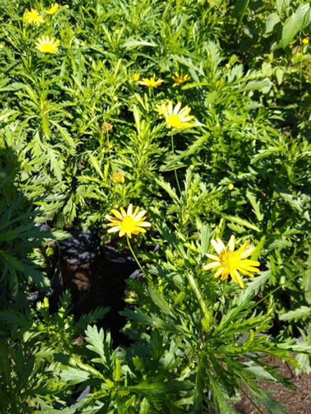 Promo 15 Plantas Pleno Sol Salvia Manto Erica Sedum Euryops 1 Promo 15 Plantas Pleno Sol Salvia Manto Erica Sedum Euryops 1