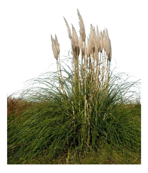 Cortadera Cortaderia Selloana Planta Nativa Pampa Grass 0 Cortadera Cortaderia Selloana Planta Nativa Pampa Grass 0
