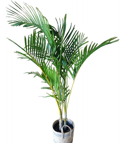 Palmera Areca C/canasto 0