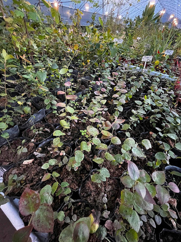 Planta Arbusto Frutal Arandano 1