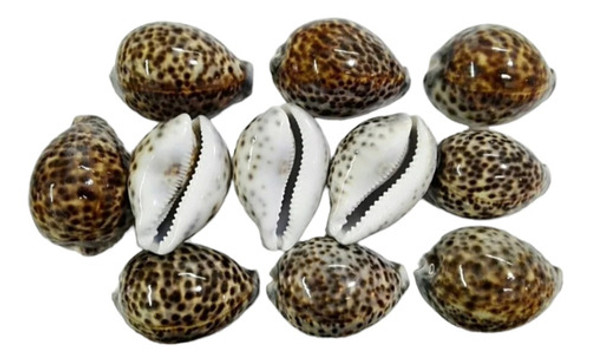 Caracol Concha Marino Buzios Cypraea Tigris Pez Pecera Baño 0 Caracol Concha Marino Buzios Cypraea Tigris Pez Pecera Baño 0