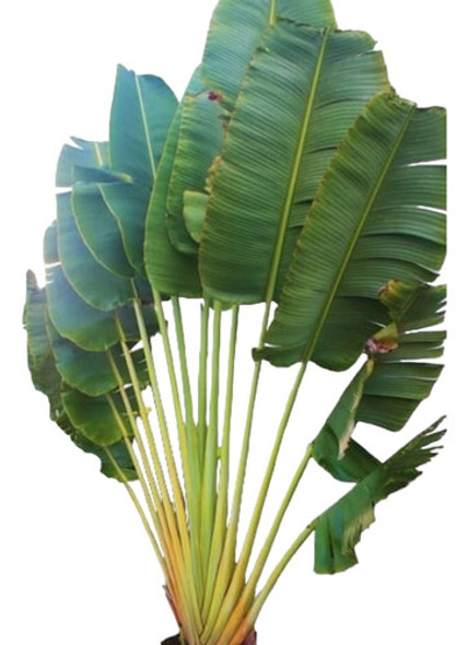 Árbol Del Viajero O Ravenala Madagascariensis 0 Árbol Del Viajero O Ravenala Madagascariensis 0