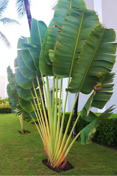 Árbol Del Viajero O Ravenala Madagascariensis 1 Árbol Del Viajero O Ravenala Madagascariensis 1