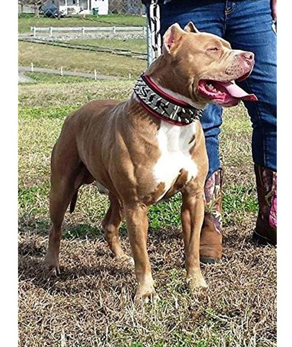 Bestia Collar De Perros Grandes Personalizado De Cuero Genui 1