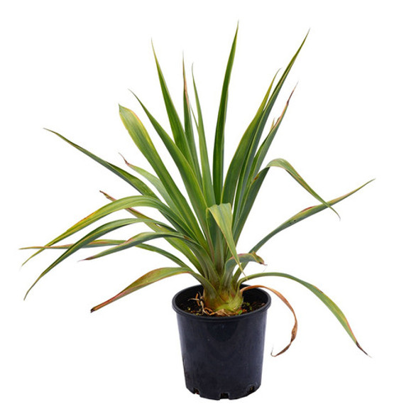 Beschorneria  Yuccoides ,   Yuca Mexicana 0 Beschorneria  Yuccoides ,   Yuca Mexicana 0