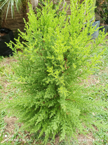 Pino Limón Envío Gratis 1