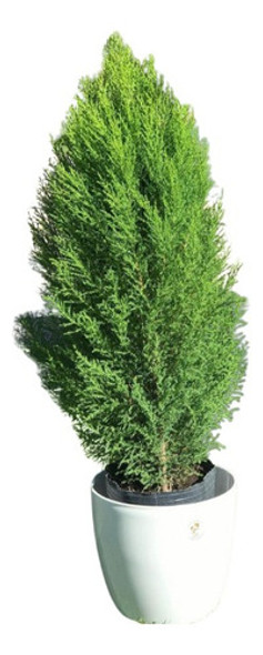 Planta Natural Pino Limon En 3 Litros +  Maceta Premium 18 0 Planta Natural Pino Limon En 3 Litros +  Maceta Premium 18 0