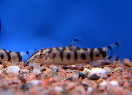 Botia Lochata Surtida Oferta En Mundo Acuatico 0