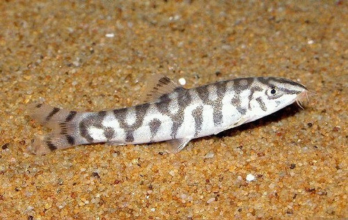 Botia Lochata Surtida Oferta En Mundo Acuatico 1