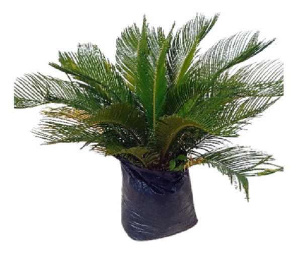 Palma De La India Cyca Revoluta 85cm De Altura 0 Palma De La India Cyca Revoluta 85cm De Altura 0