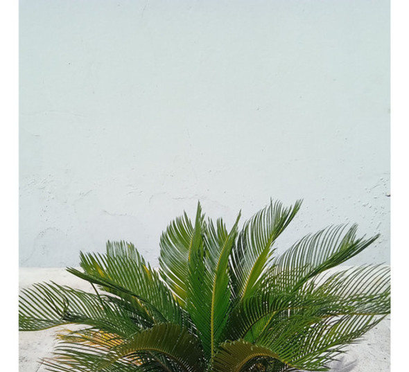 Palma De La India Cyca Revoluta 85cm De Altura 1 Palma De La India Cyca Revoluta 85cm De Altura 1