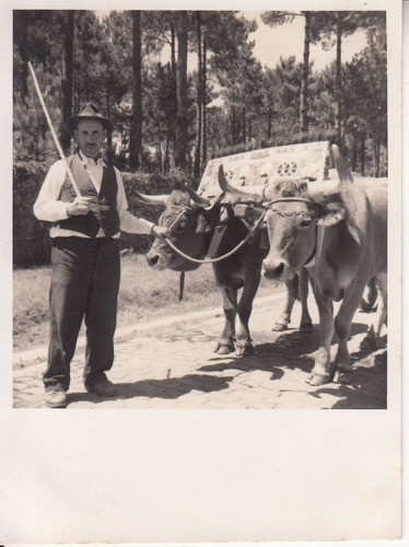 1951 Portugal Fotografia Real Campesino Pastor Con Vacunos 0