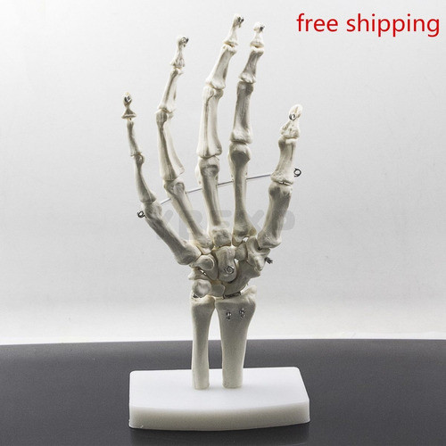 1:1 Nuevo Hunam Mano Mano Humana Común Esqueleto Modelo Para 0