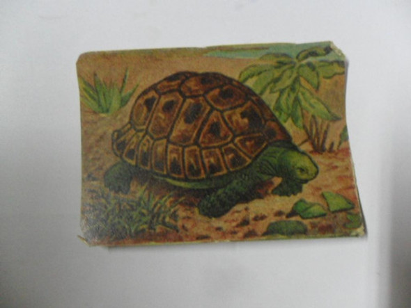 Antigua Figurita Album Animal Animalito Tortuga 0