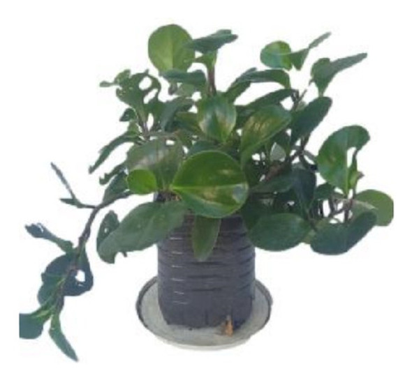 Senecio Jade ( Colgante ) Gran Tamaño... No Hago Envios 0 Senecio Jade ( Colgante ) Gran Tamaño... No Hago Envios 0