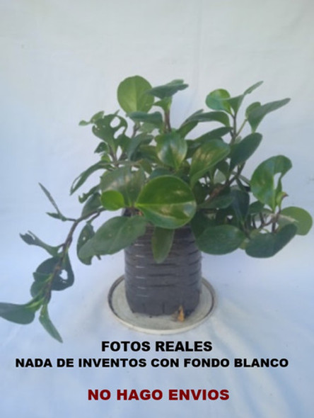 Senecio Jade ( Colgante ) Gran Tamaño... No Hago Envios 1 Senecio Jade ( Colgante ) Gran Tamaño... No Hago Envios 1