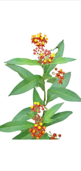 Planta Asclepia Curassavica Ideal Para Las Mariposas 0 Planta Asclepia Curassavica Ideal Para Las Mariposas 0