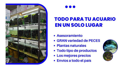 Tubifex Liofilizado Prodac 30gr Complemento Ideal Acuaworld 1