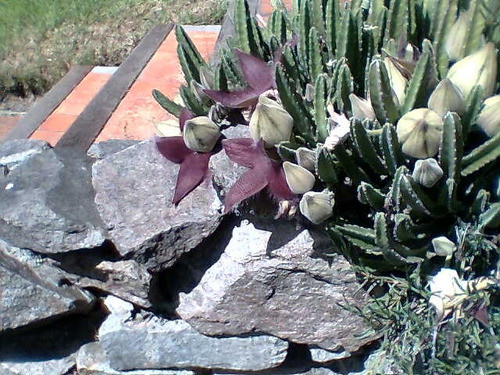 Stapelia Grandiflora, Estrella Negra Atrapa Moscas 1