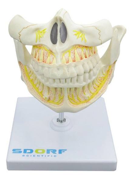 Dentição Adulta Com 32 Dentes Fixos 0