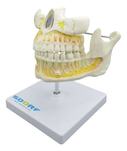 Dentição Adulta Com 32 Dentes Fixos 1