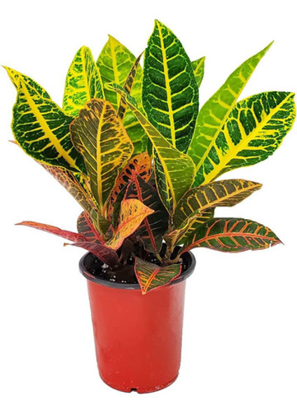 Croton ( Codiaeum Variegatum ) Varios Tamaños 0