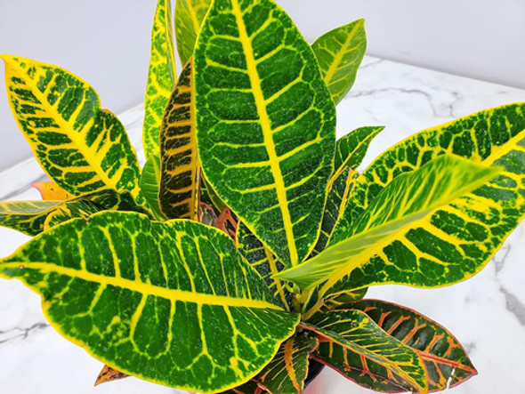 Croton ( Codiaeum Variegatum ) Varios Tamaños 1