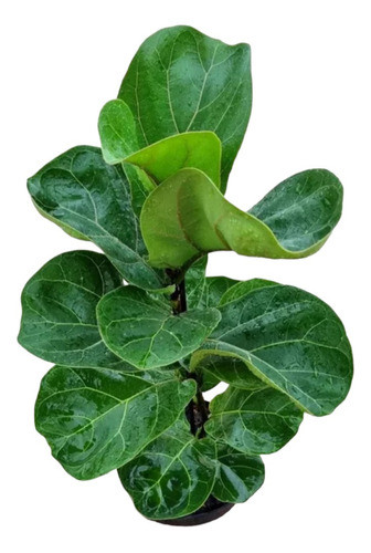 Ficus Lyrata Una Vara!! 0