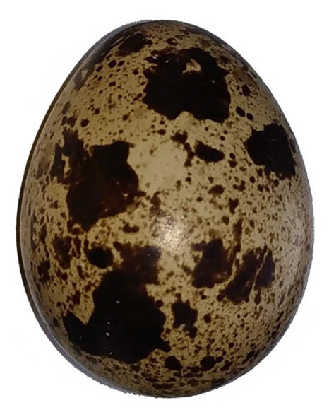 Huevos De Codorniz Para Consumo Por 32 Docenas 0