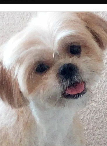Peluqueria Canina En Santos Lugares, Caseros, Saenz Peña 1