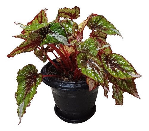 Planta De Interior Begonia 0