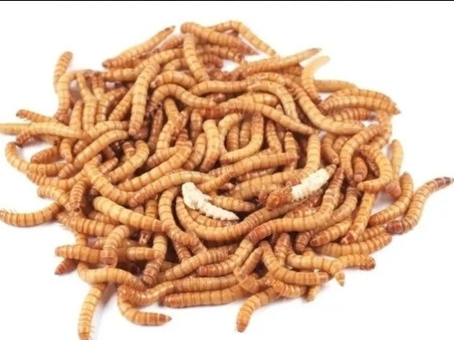 Tenebrios X 50 Alimento Vivo Aves Reptiles Erizo Tarantula 0