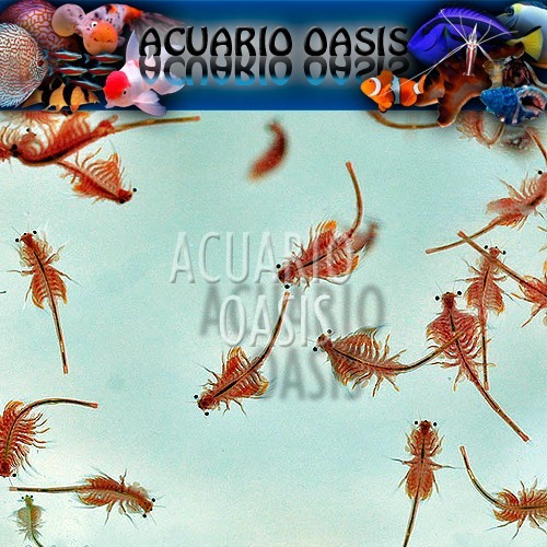 Huevos De Artemia Salina X 100g 90% Eclosión - Acuario Oasis 1