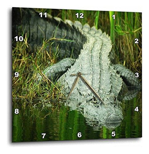 3drose Dpp_62370_2 Grow Them Big Here In Florida An 0