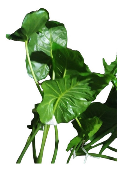 Planta Alocasia Oreja De Elefante Grande 0