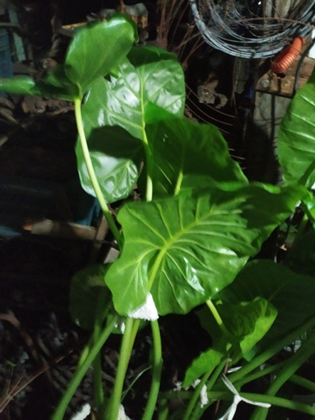 Planta Alocasia Oreja De Elefante Grande 1