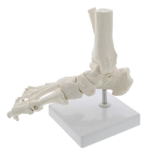 Modelo De Pie Y Tobillo, Huesos De Esqueleto 0