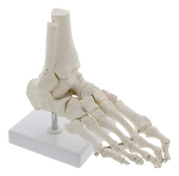 Modelo De Pie Y Tobillo, Huesos De Esqueleto 1