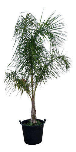 Palmera Pindo 0