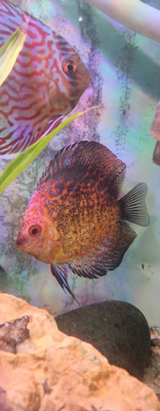 Pez Disco Discus Pigeon Reproductor 0