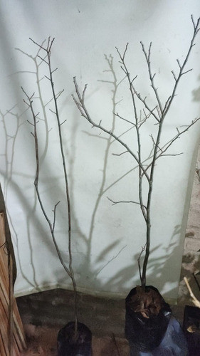 Caqui  O Kaki, Arbol De ---- Exquisito Fruto!!! 1