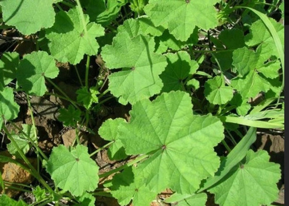 Planta De Malva Medicinal Orgánica. 1 Planta De Malva Medicinal Orgánica. 1