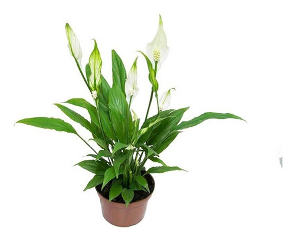 Lírio De La Paz | Spathiphyllum P11 0