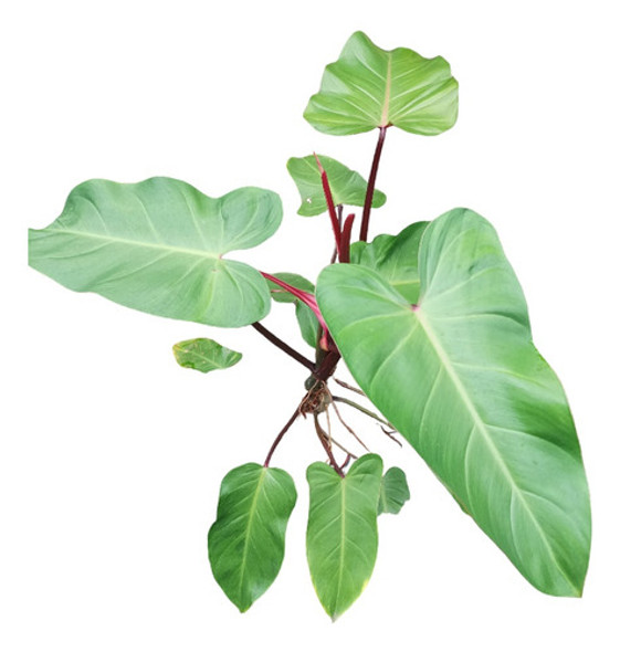 Planta Filodendro Erubescens 0