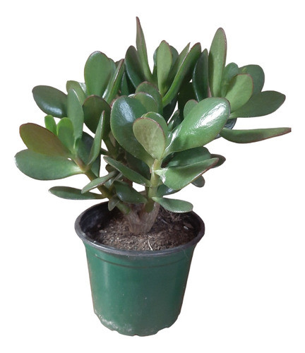 Arbol De Jade 0