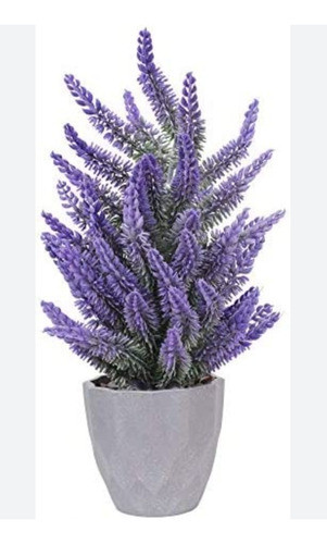 Plantas Suculentas Decorativas Lavanda Con Maceta 0