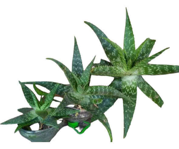 Planta Aloe Vera, Organico, Planta Madre Con Brotes. 0