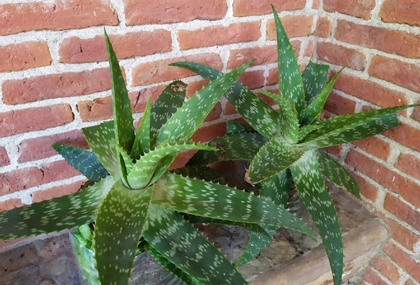 Planta Aloe Vera, Organico, Planta Madre Con Brotes. 1