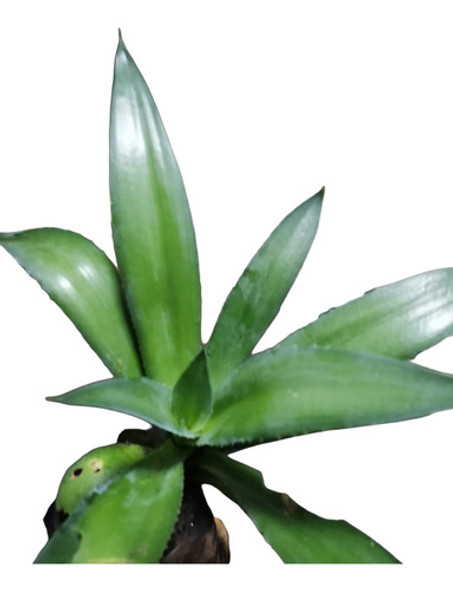 Plantas Agave 1