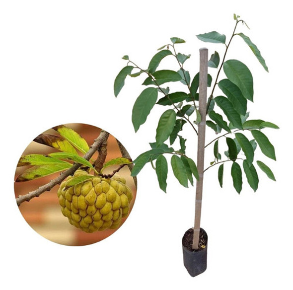 Plantas De Araticú - Frutal Nativo!! 0